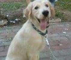 Hangi Köpek Cinsi