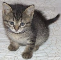 Bugünkü Ortalama Şansın Ne Kadar?