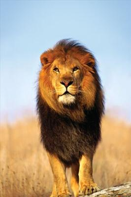 Favorite Animals