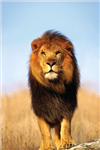 Favorite Animals