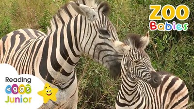 🦓🦓🦓🦓🦓🦓🦓🦓🦓