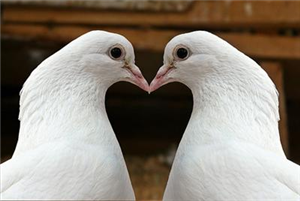 Birisini Seviyormusun ?