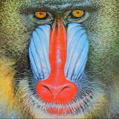 What Kind Of Monkey Are You?
