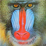 What Kind Of Monkey Are You?