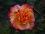 ♥♥♥ Sending You Love ♥♥♥