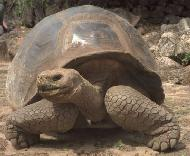 Quel Type De Tortue Etes-Vous?