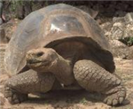 Quel Type De Tortue Etes-Vous?