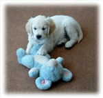 Free Pet Sending !!!!!!!!!!!!!!!!!!!!