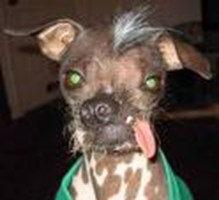 Which Ugly Creature Are You?