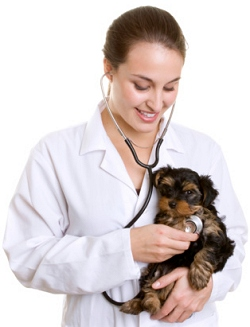 Vet
