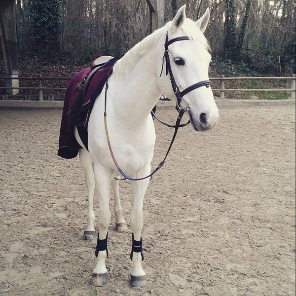 Quel Race De Cheval Est-Tu ? 
