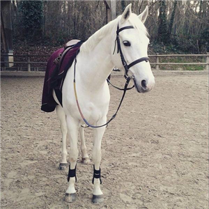 Quel Race De Cheval Est-Tu ? 