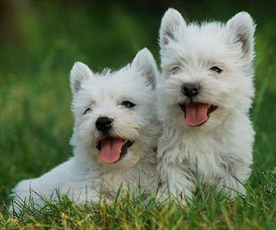 Which Dog Is You Favorite