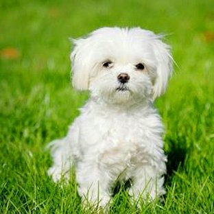 Hangi  Köpek Sana Göre 
