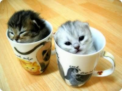 Cute Or Beautiful
