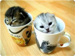 Cute Or Beautiful