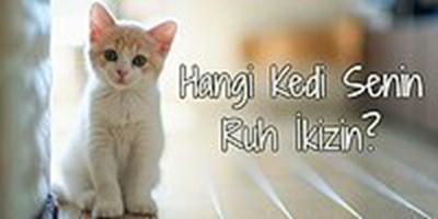 Hangi Kedi Türüsün