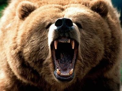 What Animal Represents Your Personality?