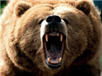 What Animal Represents Your Personality?