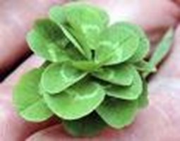 Luckytest(Şanslıtest)