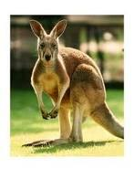 What Kind Of Animal Are You?