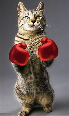 boksör kedi