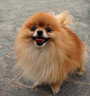 Cute Or Hideous....