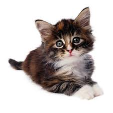 sevimli kedi