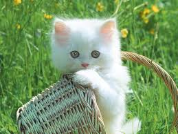 sevimli kedi