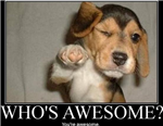 Are You Awesome