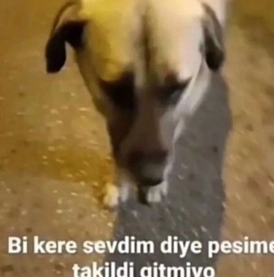 Senden Ne Kadar Nefret Ediyorum