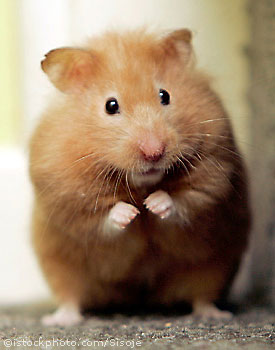 What Cute Animal Are You?