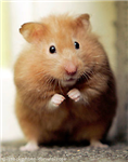 What Cute Animal Are You?