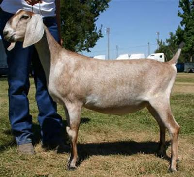 What Breed Of Goat Are You?