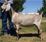 What Breed Of Goat Are You?
