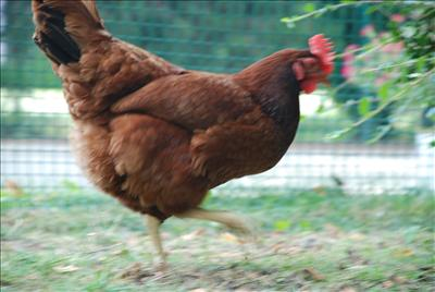 Poultry Poll