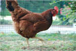 Poultry Poll