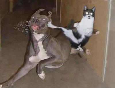 What Is The Funniest Picture?