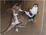 What Is The Funniest Picture?