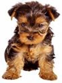 The Personal Pet Poll