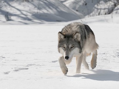 Quel Carnivores Est Tu ?