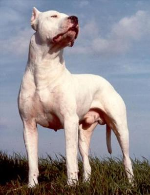 Hangi Köpek Cinsisin ?