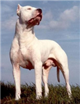 Hangi Köpek Cinsisin ?