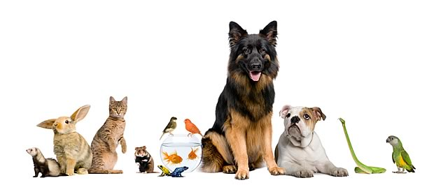 Los Animales Son Como Nosotros