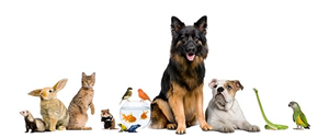 Los Animales Son Como Nosotros