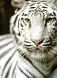 What Is Your Inner Animal?