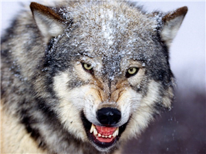Que Animal Eres?