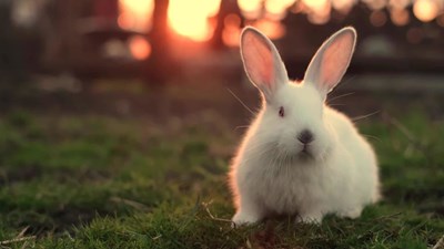 ¿che animale ti rappresenta di più?