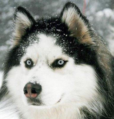 Hangi Köpek Sana Yakışıyor