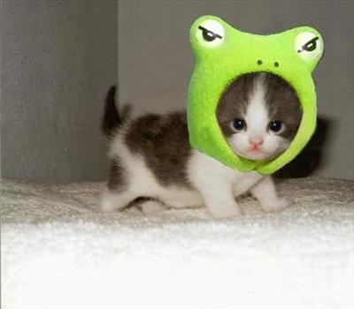 Cuteness Meter